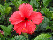 red-hibiscus.jpg